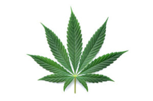 cannabis